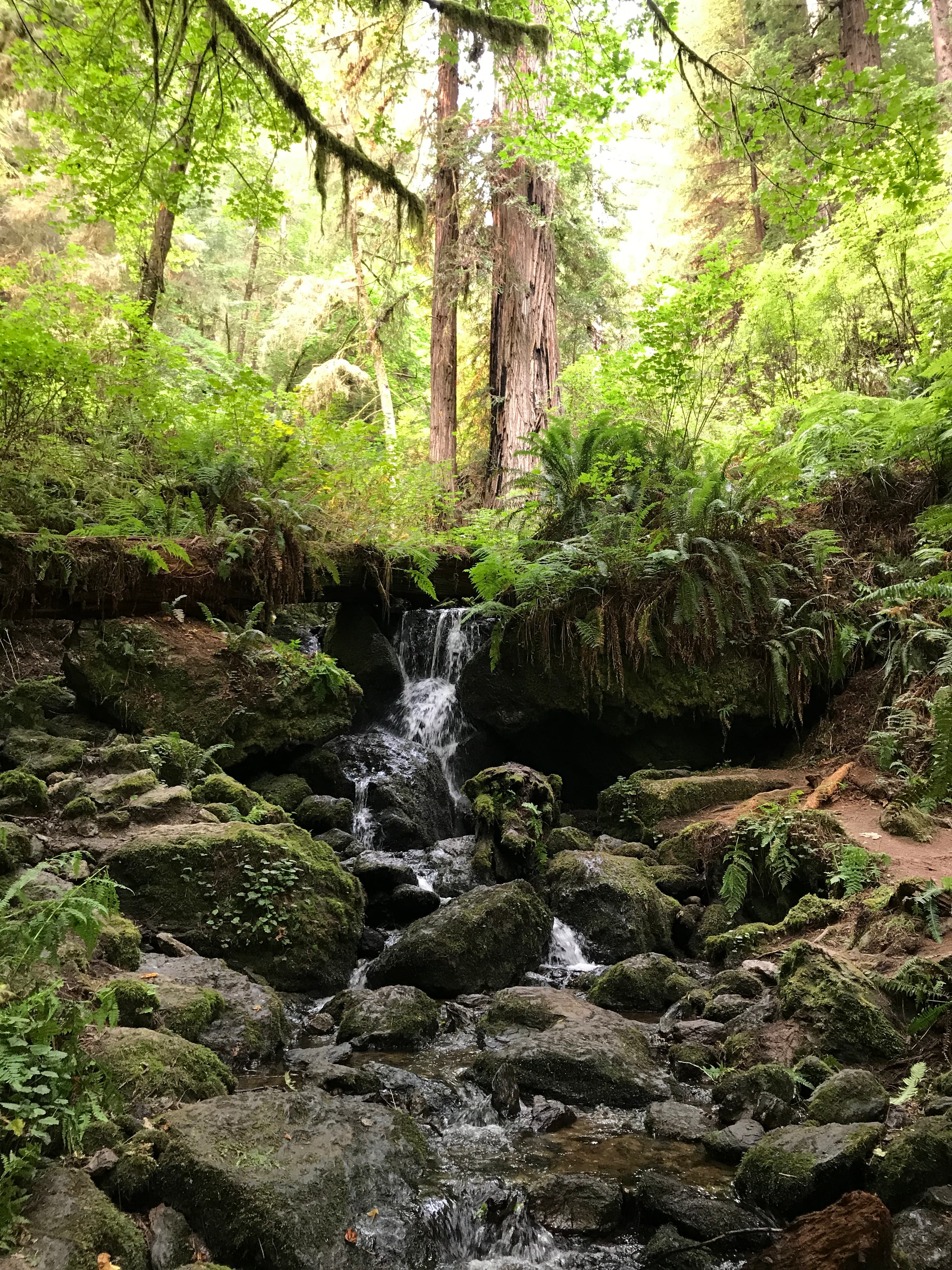 California Redwoods National Park
