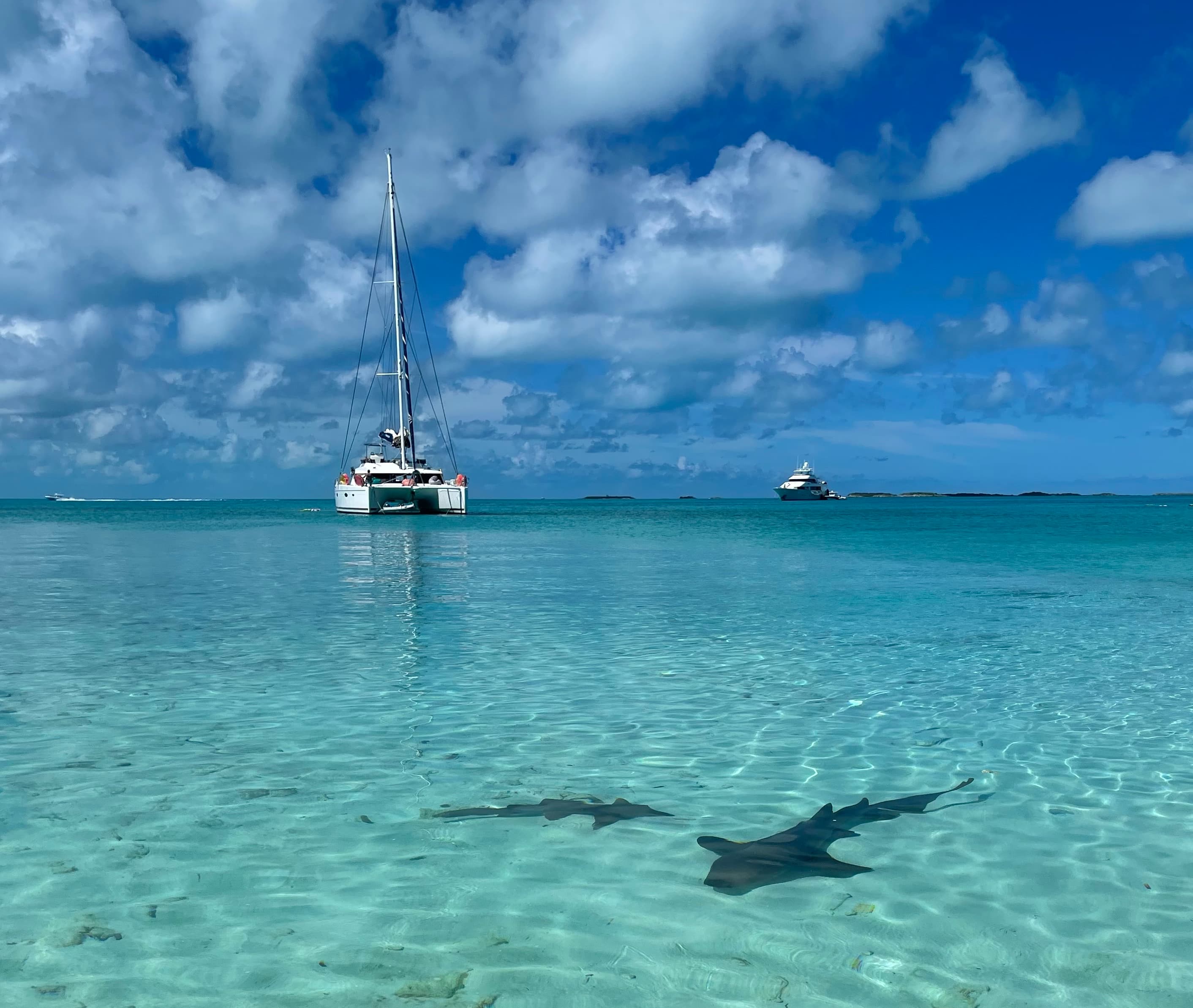 Pig Island, Exuma, Bahamas