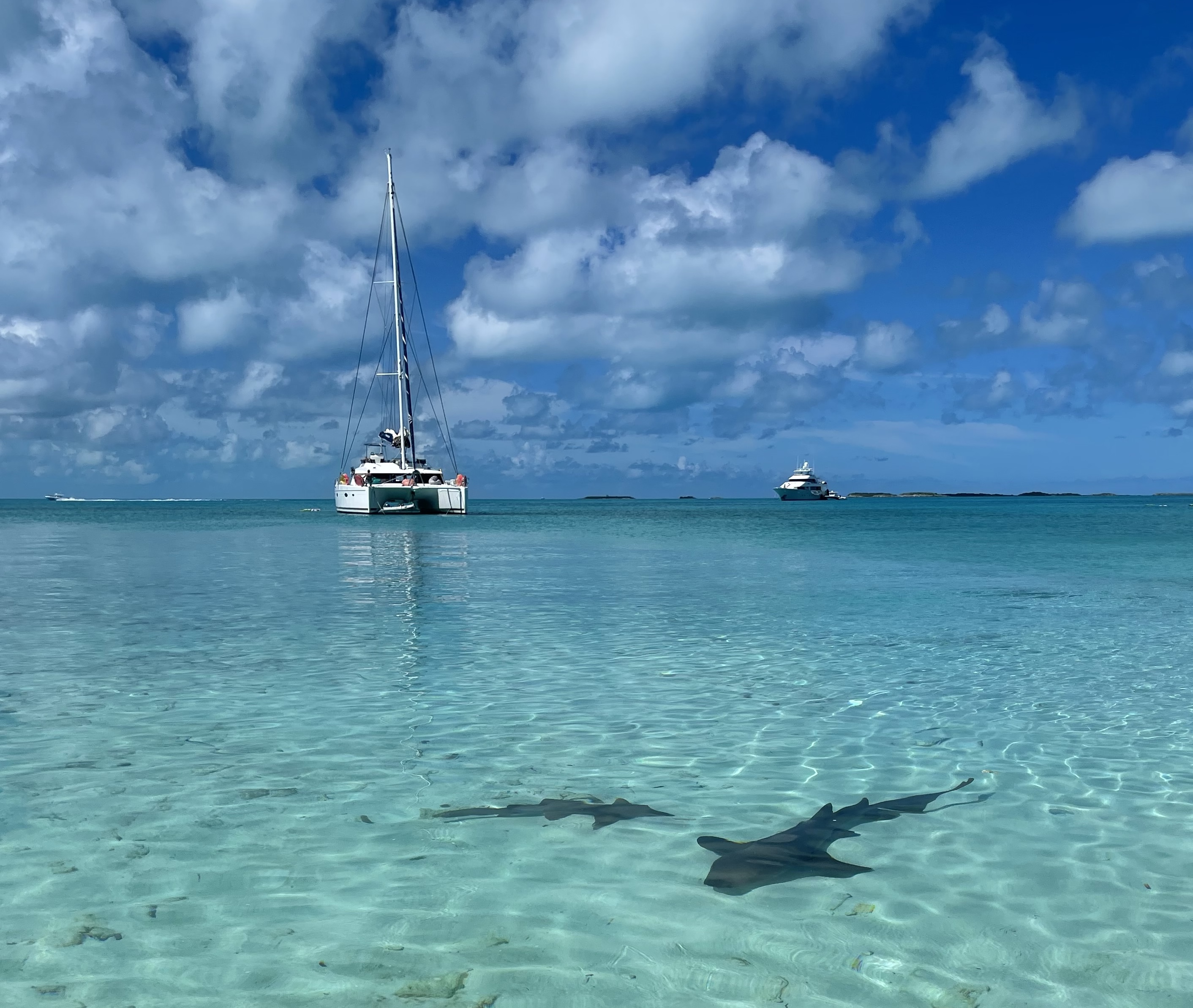 Pig Island, Exuma, Bahamas